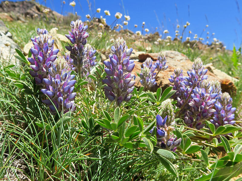 Brewer's lupine (Lupinus breweri) [Big Red Mountain, Klamath National Forest, Jackson County, Oregon]