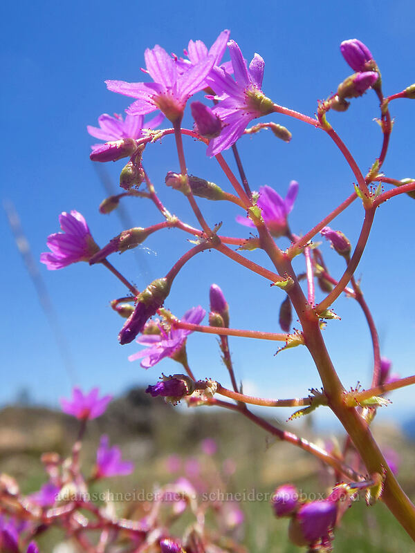 quill-leaf lewisia (Lewisia leeana) [Big Red Mountain, Klamath National Forest, Jackson County, Oregon]