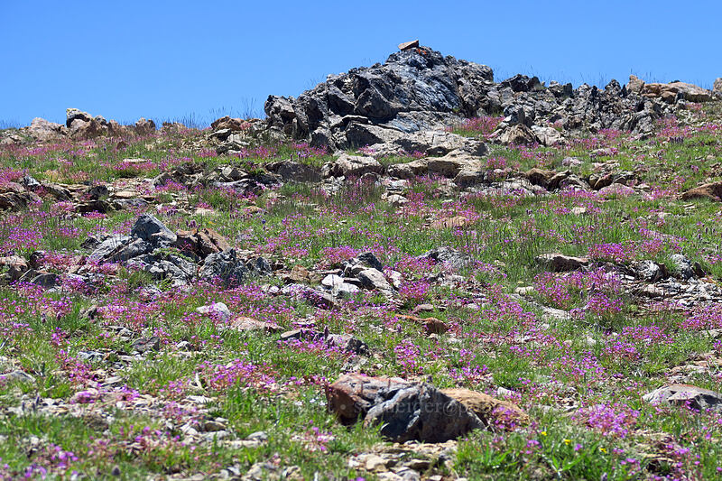 quill-leaf lewisia (Lewisia leeana) [Big Red Mountain, Rogue River-Siskiyou National Forest, Jackson County, Oregon]