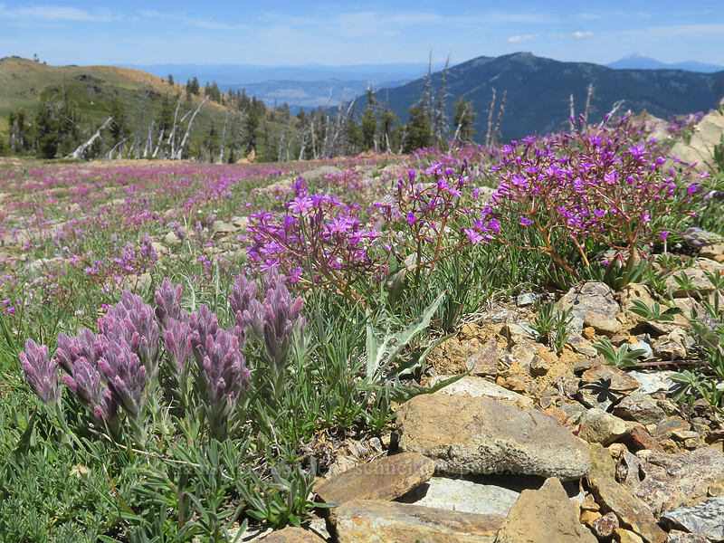 split-hair paintbrush & quill-leaf lewisia (Castilleja schizotricha, Lewisia leeana) [Big Red Mountain, Rogue River-Siskiyou National Forest, Jackson County, Oregon]