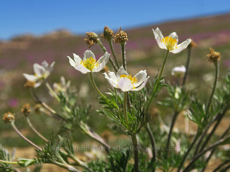 Drummond's anemones (Anemone drummondii) [Big Red Mountain, Rogue River-Siskiyou National Forest, Jackson County, Oregon]