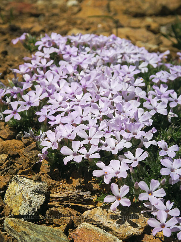 spreading phlox (Phlox diffusa) [Big Red Mountain, Rogue River-Siskiyou National Forest, Jackson County, Oregon]
