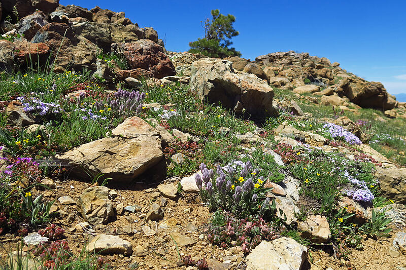 wildflowers (Castilleja schizotricha, Viola praemorsa ssp. linguifolia, Phlox diffusa, Lewisia leeana, Noccaea fendleri ssp. glauca (Thlaspi fendleri var. glaucum)) [Big Red Mountain, Rogue River-Siskiyou National Forest, Jackson County, Oregon]