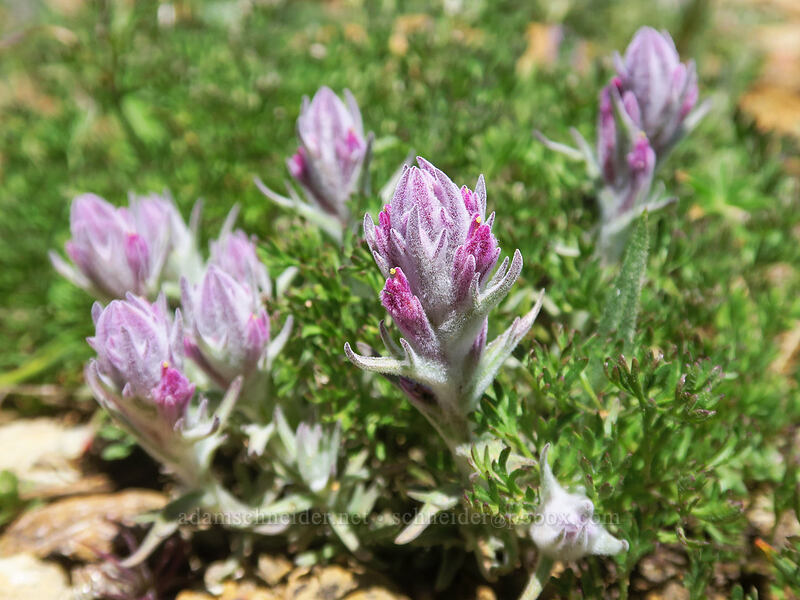 split-hair paintbrush (Castilleja schizotricha) [Big Red Mountain, Rogue River-Siskiyou National Forest, Jackson County, Oregon]