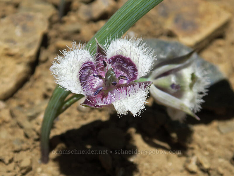mariposa lily (Calochortus sp.) [Big Red Mountain, Rogue River-Siskiyou National Forest, Jackson County, Oregon]