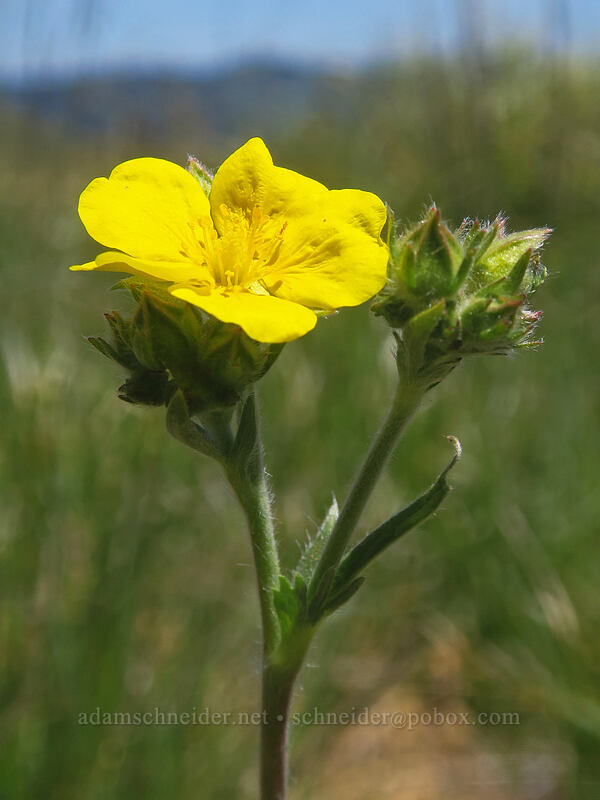 Nuttall's cinquefoil (Potentilla gracilis var. fastigiata (Potentilla gracilis var. nuttallii)) [Big Red Mountain, Rogue River-Siskiyou National Forest, Jackson County, Oregon]