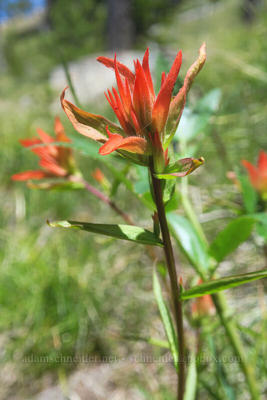 scarlet paintbrush (Castilleja miniata) [Big Red Mountain, Rogue River-Siskiyou National Forest, Jackson County, Oregon]