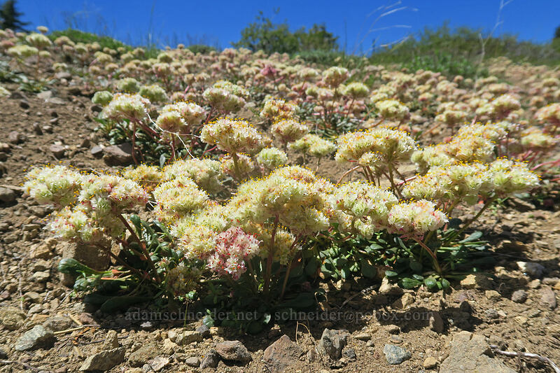 field of pussy-paws (Calyptridium umbellatum (Cistanthe umbellata)) [Forest Road 20, Klamath National Forest, Jackson County, Oregon]
