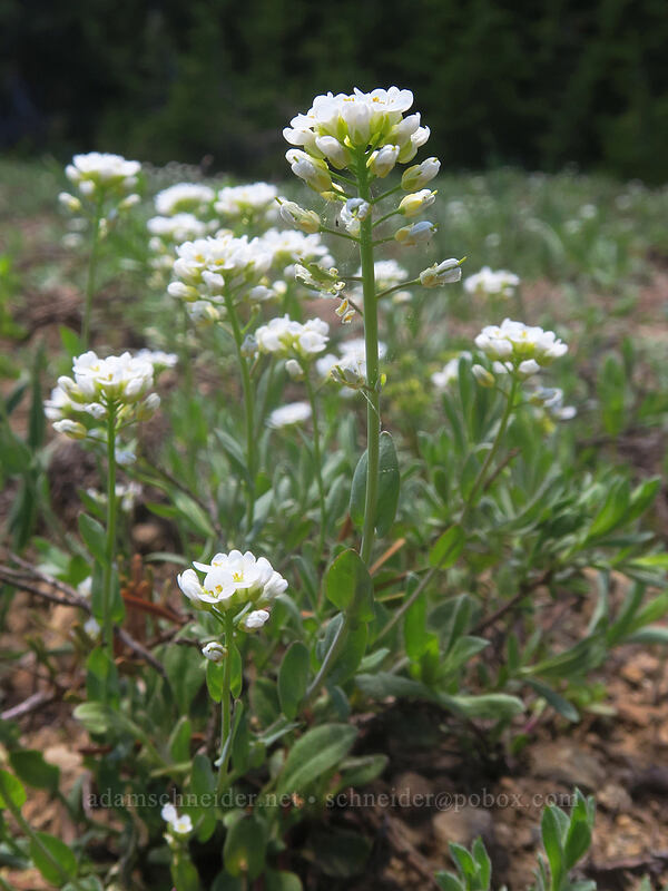 alpine penny-cress (Noccaea fendleri ssp. glauca (Thlaspi fendleri var. glaucum)) [Forest Road 20, Klamath National Forest, Jackson County, Oregon]