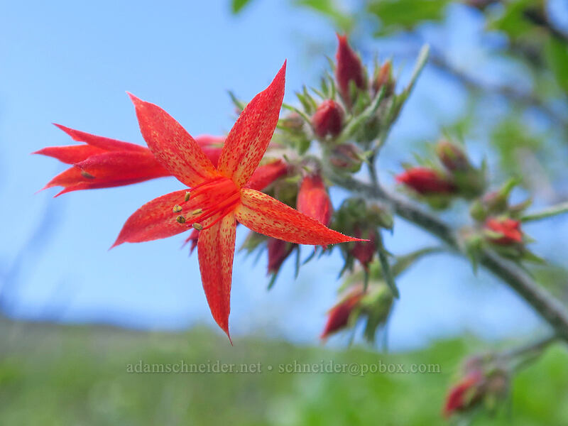 scarlet gilia (Ipomopsis aggregata) [Dutchman Spring, Rogue River-Siskiyou National Forest, Jackson County, Oregon]