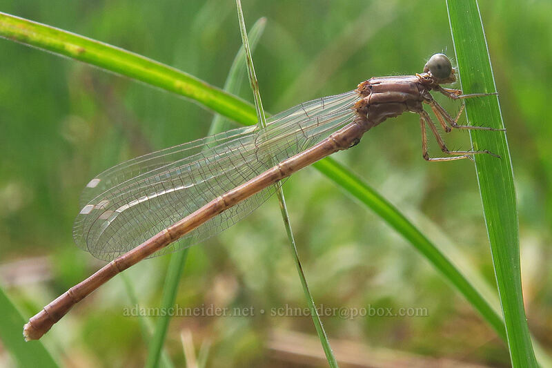 brown damselfly [Dutchman Spring, Rogue River-Siskiyou National Forest, Jackson County, Oregon]