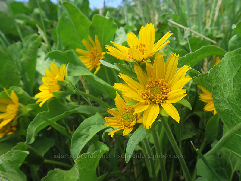 balsamroot (Balsamorhiza deltoidea) [Dutchman Spring, Rogue River-Siskiyou National Forest, Jackson County, Oregon]