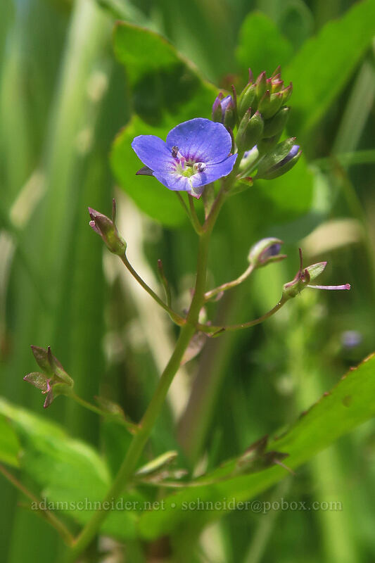 American speedwell (Veronica americana) [Dutchman Spring, Rogue River-Siskiyou National Forest, Jackson County, Oregon]