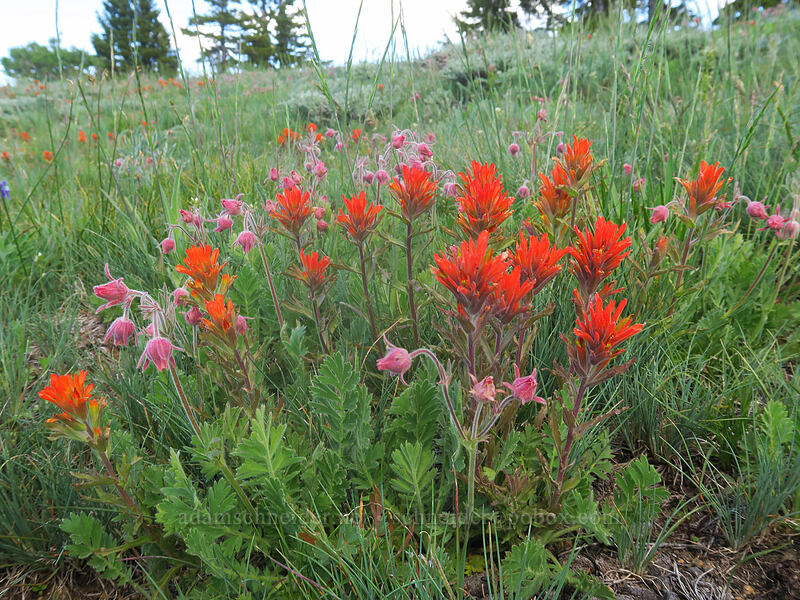 wavy-leaf paintbrush & prairie smoke (Castilleja applegatei var. pinetorum, Geum triflorum) [Dutchman Peak, Rogue River-Siskiyou National Forest, Jackson County, Oregon]