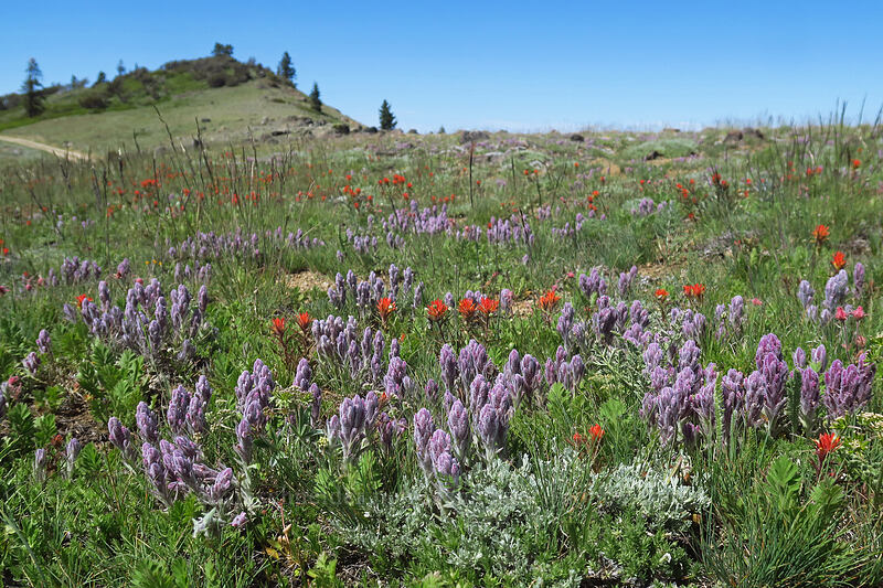split-hair paintbrush & wavy-leaf paintbrush (Castilleja schizotricha, Castilleja applegatei var. pinetorum) [Dutchman Peak, Rogue River-Siskiyou National Forest, Jackson County, Oregon]