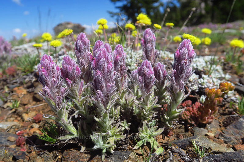 split-hair paintbrush & Jaynes Canyon buckwheat (Castilleja schizotricha, Eriogonum diclinum) [Dutchman Peak, Rogue River-Siskiyou National Forest, Jackson County, Oregon]