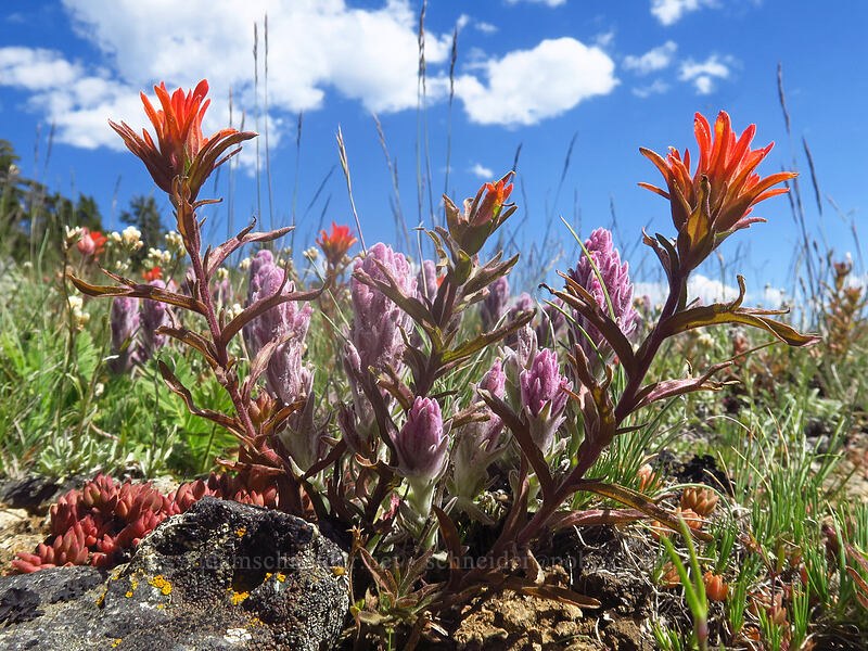 wavy-leaf paintbrush & split-hair paintbrush (Castilleja applegatei var. pinetorum, Castilleja schizotricha) [Dutchman Peak, Rogue River-Siskiyou National Forest, Jackson County, Oregon]