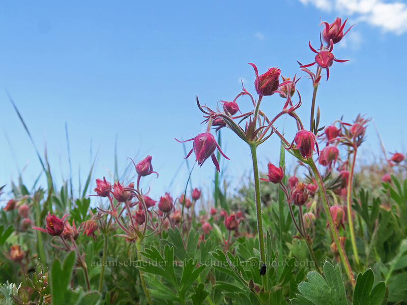 prairie smoke (Geum triflorum) [Dutchman Peak, Rogue River-Siskiyou National Forest, Jackson County, Oregon]