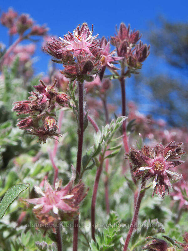 Henderson's horkelia (Horkelia hendersonii) [Dutchman Peak, Rogue River-Siskiyou National Forest, Jackson County, Oregon]