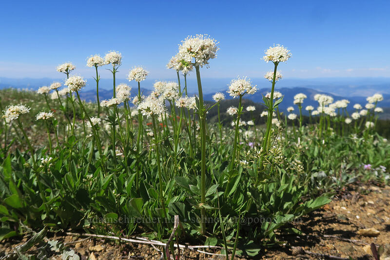 valerian (Valeriana sp.) [Dutchman Peak, Rogue River-Siskiyou National Forest, Jackson County, Oregon]