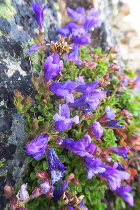 Davidson's penstemon (Penstemon davidsonii) [Dutchman Peak, Rogue River-Siskiyou National Forest, Jackson County, Oregon]