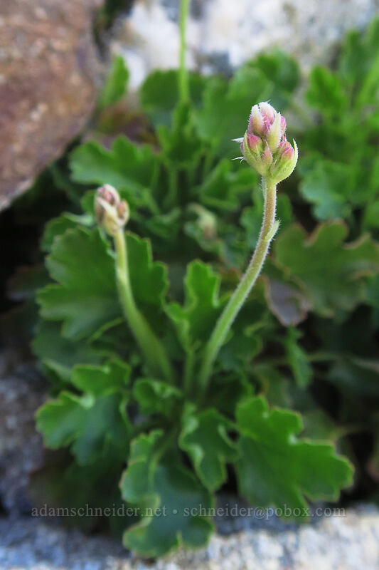 alpine alumroot, budding (Heuchera cylindrica var. alpina) [Dutchman Peak, Rogue River-Siskiyou National Forest, Jackson County, Oregon]