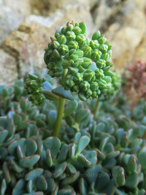 creamy stonecrop, budding (Sedum oregonense) [Dutchman Peak, Rogue River-Siskiyou National Forest, Jackson County, Oregon]