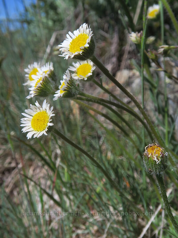 cut-leaf daisy/fleabane (Erigeron compositus) [Dutchman Peak, Rogue River-Siskiyou National Forest, Jackson County, Oregon]