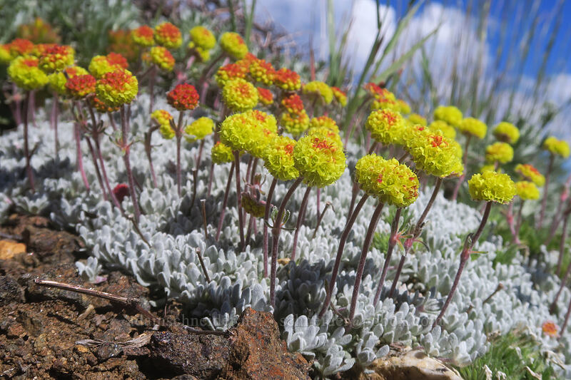 southern wild buckwheat (Eriogonum douglasii var. meridionale) [Dutchman Peak, Rogue River-Siskiyou National Forest, Jackson County, Oregon]