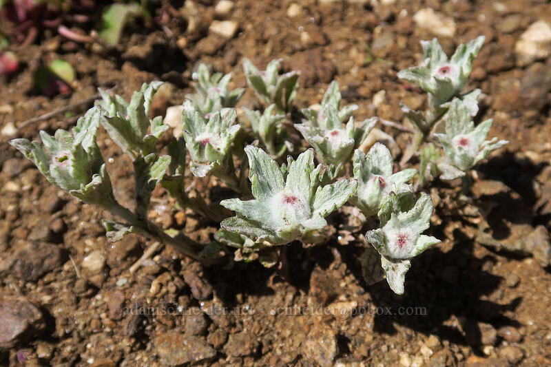 Oregon sunshine, budding (Eriophyllum lanatum) [Dutchman Peak, Rogue River-Siskiyou National Forest, Jackson County, Oregon]