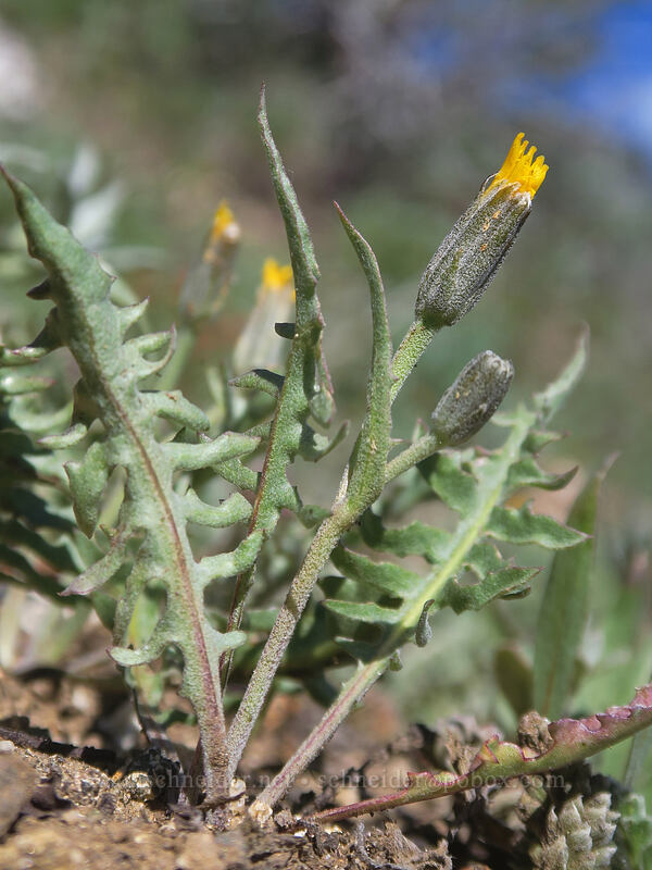 naked-stem hawksbeard (Crepis pleurocarpa) [Dutchman Peak, Rogue River-Siskiyou National Forest, Jackson County, Oregon]