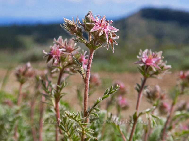 Henderson's horkelia (Horkelia hendersonii) [Dutchman Peak, Rogue River-Siskiyou National Forest, Jackson County, Oregon]