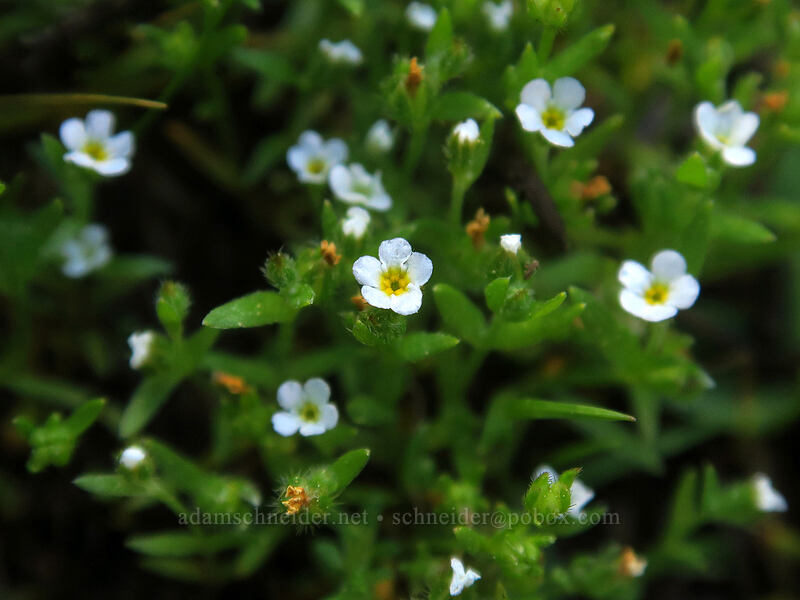 Torrey's cryptantha (Cryptantha torreyana) [Tamarack Meadow, Rogue River-Siskiyou National Forest, Jackson County, Oregon]
