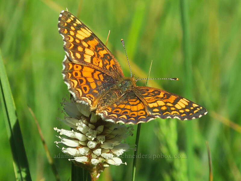 Mylitta crescent butterfly on bistort (Phyciodes mylitta, Bistorta bistortoides (Polygonum bistortoides)) [Tamarack Meadow, Rogue River-Siskiyou National Forest, Jackson County, Oregon]
