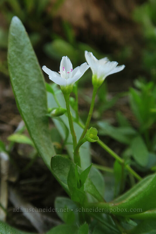 water montia (Montia chamissoi (Claytonia chamissoi)) [Tamarack Meadow, Rogue River-Siskiyou National Forest, Jackson County, Oregon]