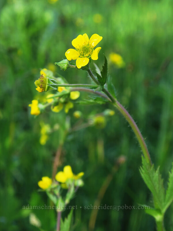 large-leaf avens (Geum macrophyllum) [Tamarack Meadow, Rogue River-Siskiyou National Forest, Jackson County, Oregon]
