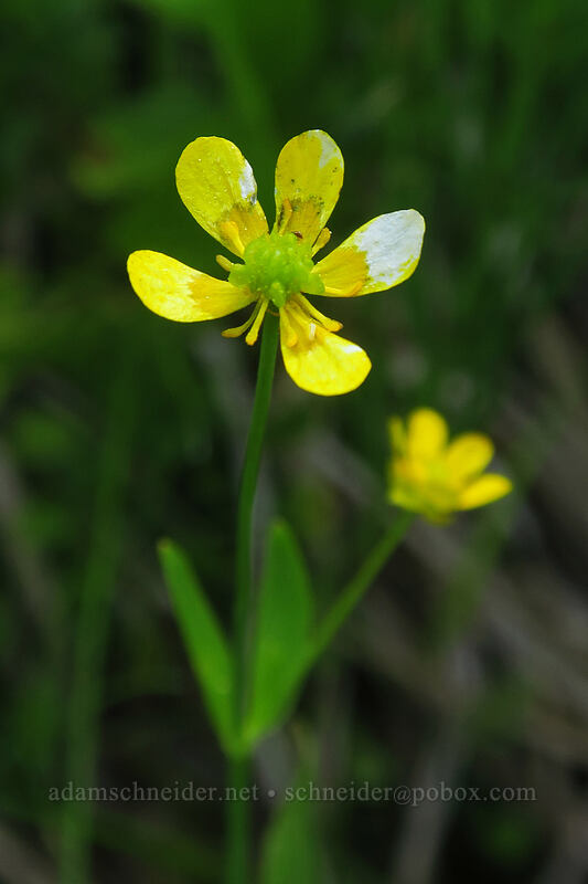 plantain-leaf buttercup (Ranunculus alismifolius var. alismellus) [Tamarack Meadow, Rogue River-Siskiyou National Forest, Jackson County, Oregon]