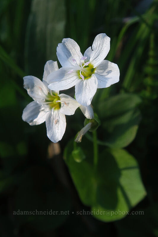 heart-leaf spring-beauty (Claytonia cordifolia (Montia cordifolia)) [Tamarack Meadow, Rogue River-Siskiyou National Forest, Jackson County, Oregon]