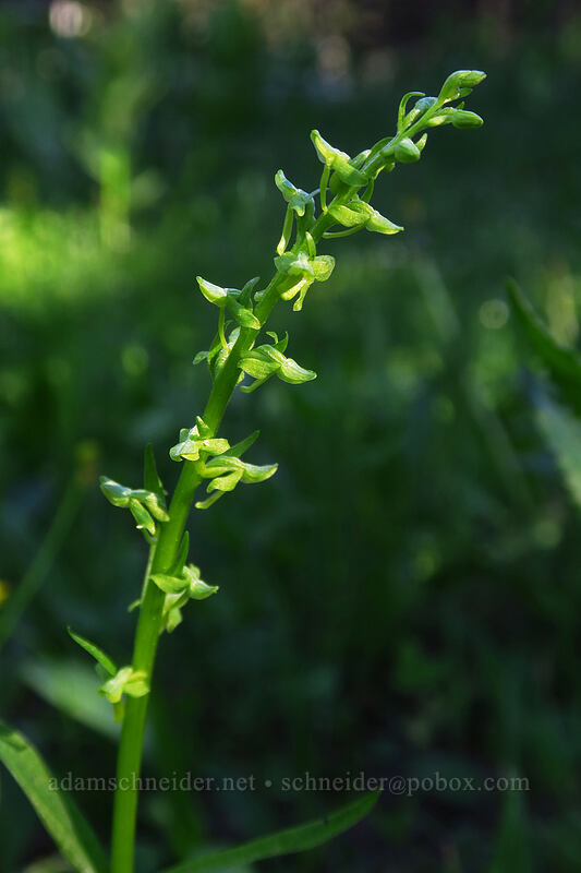 green bog orchid (Platanthera sp. (Habenaria sp.)) [Tamarack Meadow, Rogue River-Siskiyou National Forest, Jackson County, Oregon]