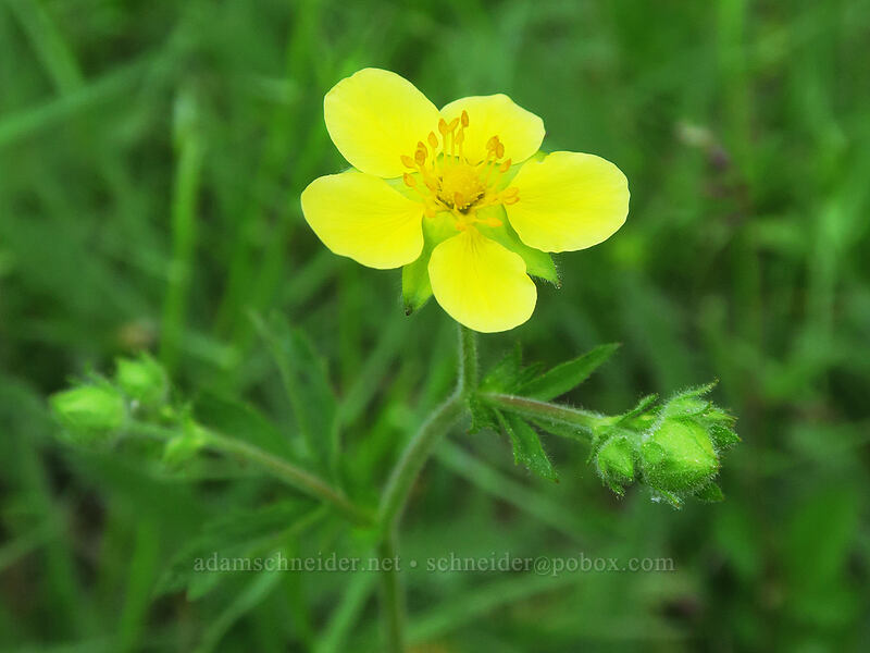 sticky cinquefoil (Drymocallis sp. (Potentilla sp.)) [Tamarack Meadow, Rogue River-Siskiyou National Forest, Jackson County, Oregon]