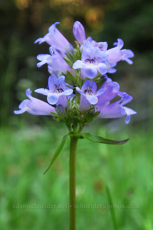 Rydberg's penstemon (Penstemon rydbergii) [Tamarack Meadow, Rogue River-Siskiyou National Forest, Jackson County, Oregon]