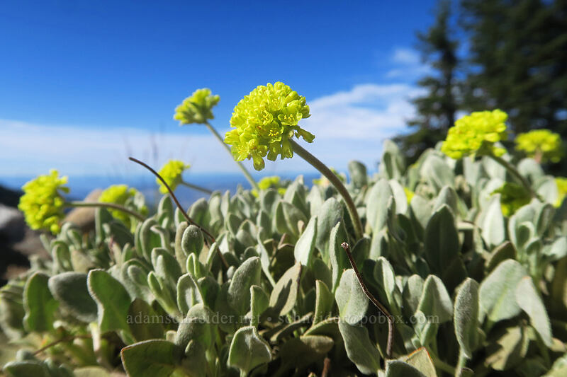 Jaynes Canyon buckwheat (Eriogonum diclinum) [Split Rock Trail, Rogue River-Siskiyou National Forest, Jackson County, Oregon]