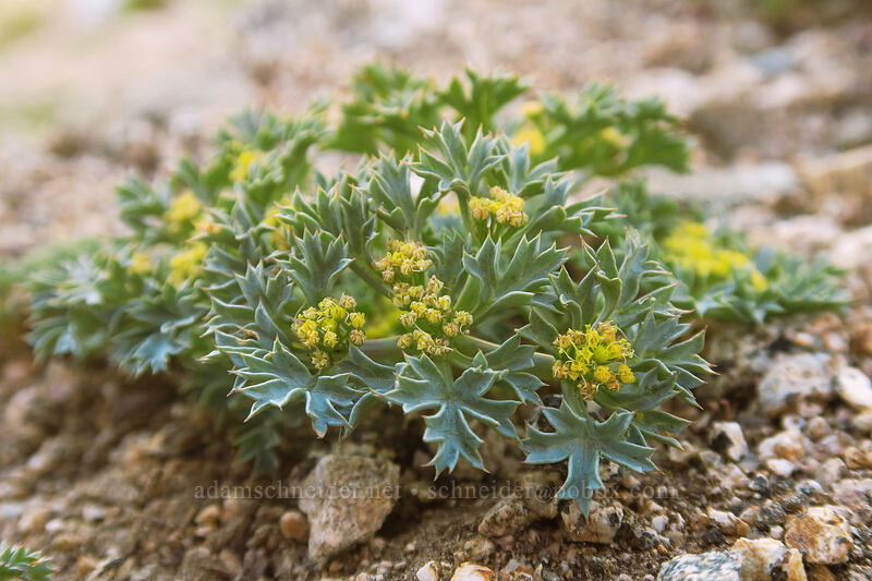 Howell's tauschia (Tauschia howellii) [Split Rock Trail, Rogue River-Siskiyou National Forest, Jackson County, Oregon]