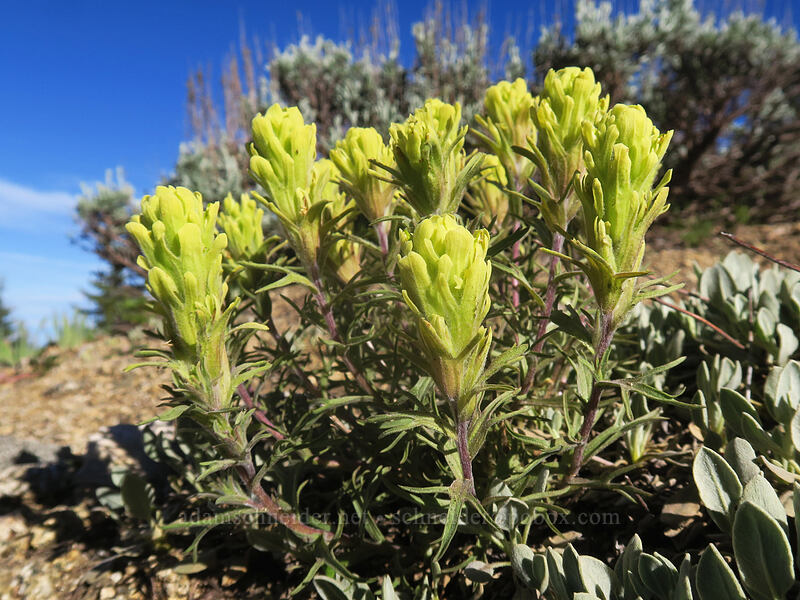 cobwebby paintbrush (Castilleja arachnoidea) [Split Rock Trail, Rogue River-Siskiyou National Forest, Jackson County, Oregon]