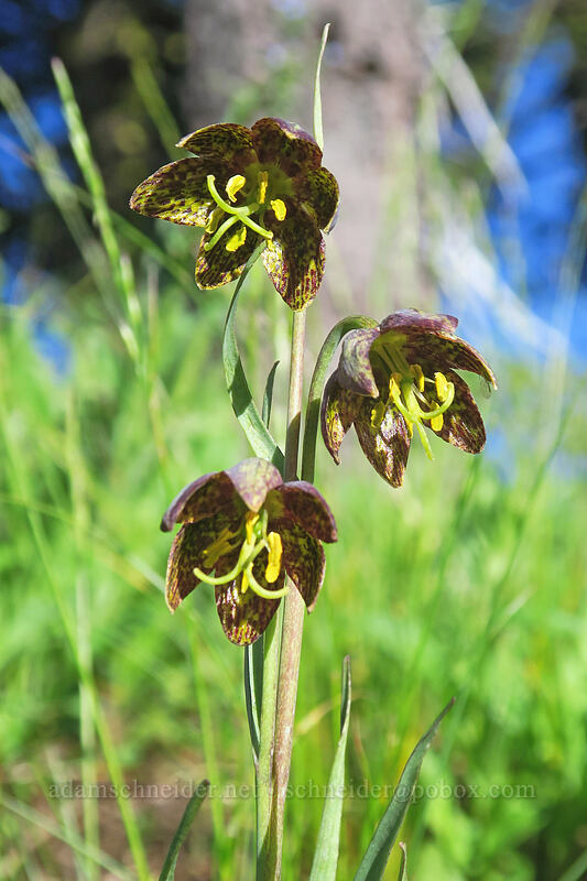 spotted mountain-bells (Fritillaria atropurpurea) [Split Rock Trail, Rogue River-Siskiyou National Forest, Jackson County, Oregon]