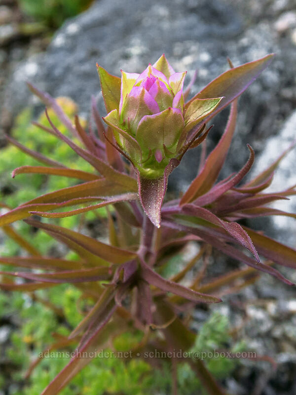 mountain owl's-clover (Orthocarpus cuspidatus) [Split Rock Trail, Rogue River-Siskiyou National Forest, Jackson County, Oregon]