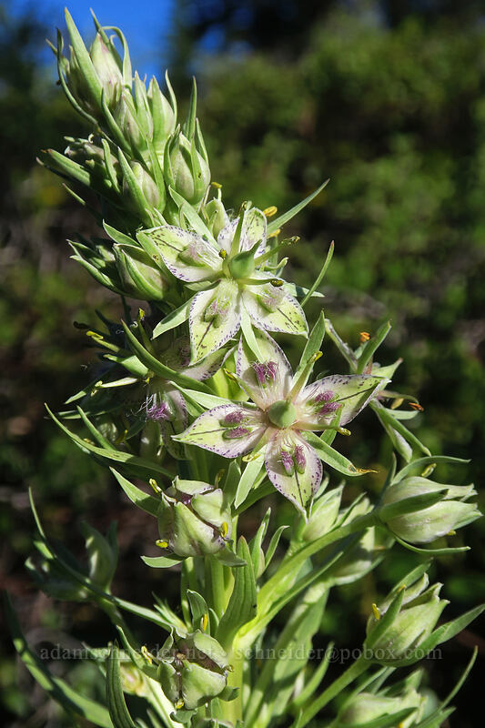 monument plant (giant frasera) (Frasera speciosa) [Split Rock Trail, Rogue River-Siskiyou National Forest, Jackson County, Oregon]