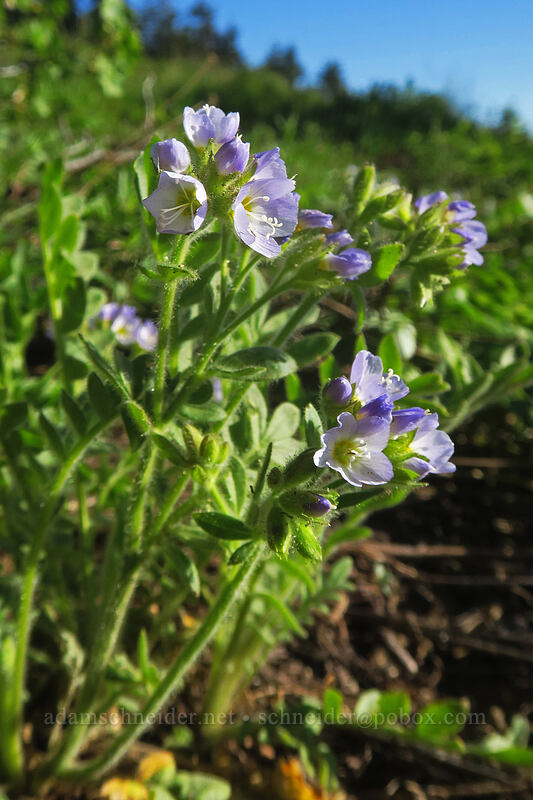 California Jacob's-ladder (Polemonium californicum) [Split Rock Trail, Rogue River-Siskiyou National Forest, Jackson County, Oregon]