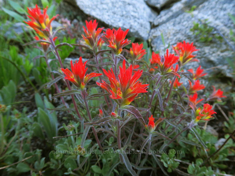 wavy-leaf paintbrush (Castilleja applegatei var. pinetorum) [Split Rock Trail, Rogue River-Siskiyou National Forest, Jackson County, Oregon]