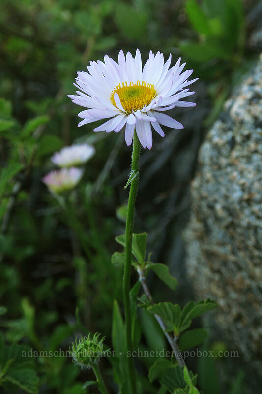 Alice Eastwood's fleabane (Erigeron aliceae) [McDonald Peak, Rogue River-Siskiyou National Forest, Jackson County, Oregon]